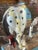 2000 - 2009 War Pony Statue Figurine For Sale - Image 5 of 7