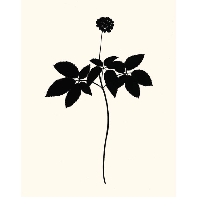 ﻿'Ginger Plant' A fine art giclée printed with archival inks on artist's paper, from an original india ink drawing by...
