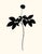 ﻿'Ginger Plant' A fine art giclée printed with archival inks on artist's paper, from an original india ink drawing by...