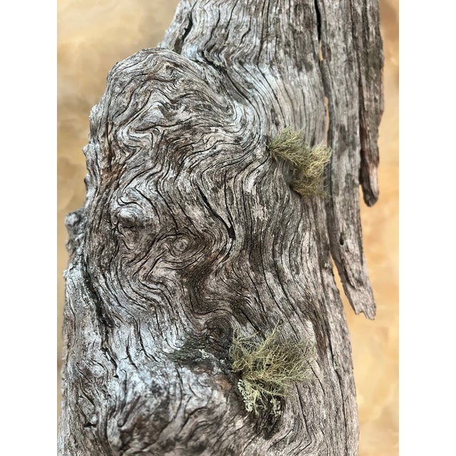 1854 Big Burn Ghost Forest Large 4-Foot Ribbon Grain Architectural Sculpture For Sale - Image 6 of 9