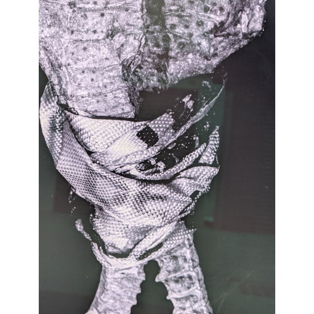 Wood 2010 Contemporary Seahorse Digital C-Print, Candomble Series, Edition 1/25, by Christian Gaul, Framed For Sale - Image 7 of 10