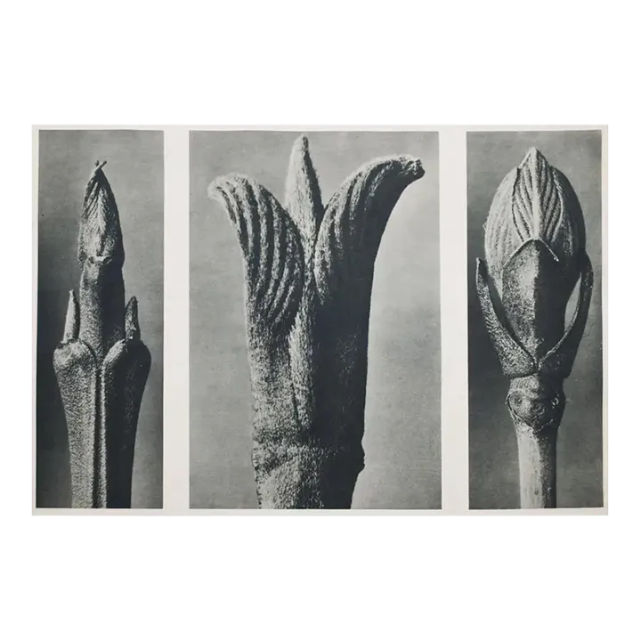 アート・デザイン・音楽 KARL BLOSSFELDT WORKING COLLAGES Karl Blossfeldt: Working Collages: Wilde, Ann, Wilde, Jurgen