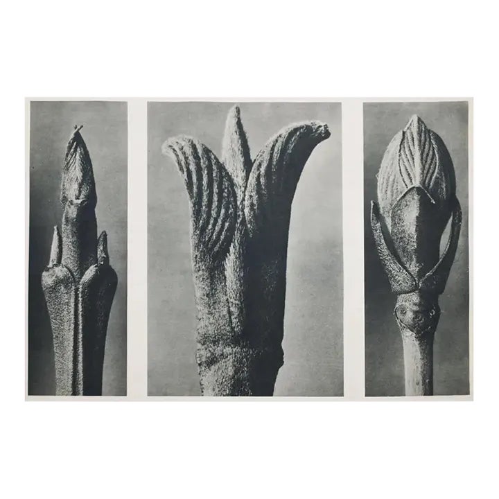 1935 Karl Blossfeldt Two-Sided Photogravure N9-10 | Chairish
