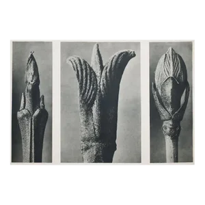 1935 Karl Blossfeldt Two-Sided Photogravure N9-10
