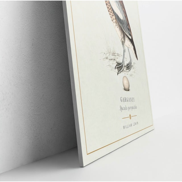 Boutique Archival William Lewin "Waterbirds & Waders" Prints - Set of 15 (8" X 10") For Sale - Image 4 of 18