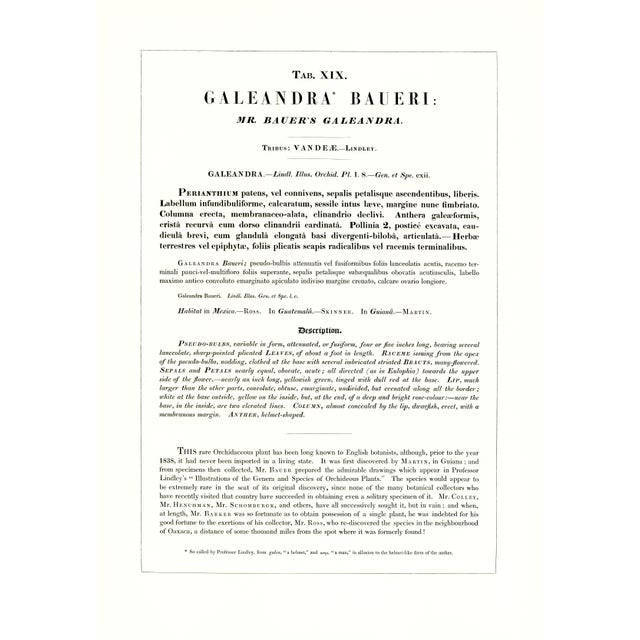 Large 1973 Orchid Flower Lithograph "Galeandra Baueri" (Mr. Bauer's Galeandra) After James Bateman For Sale - Image 4 of 7