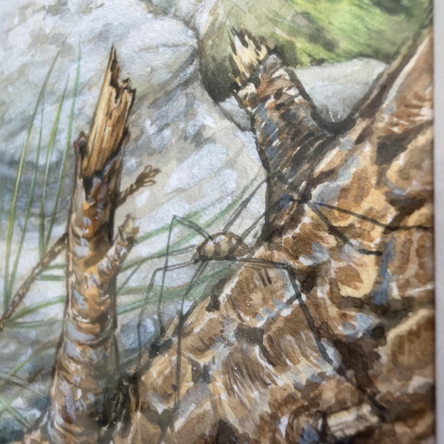 1990s Jane Maday Original Signed Watercolor Steller's Jay Poudre Canyon Framed For Sale In Los Angeles - Image 6 of 14