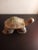 Wood Vintage Hand Carved Wooden Turtle Figurine Sculpture For Sale - Image 7 of 8