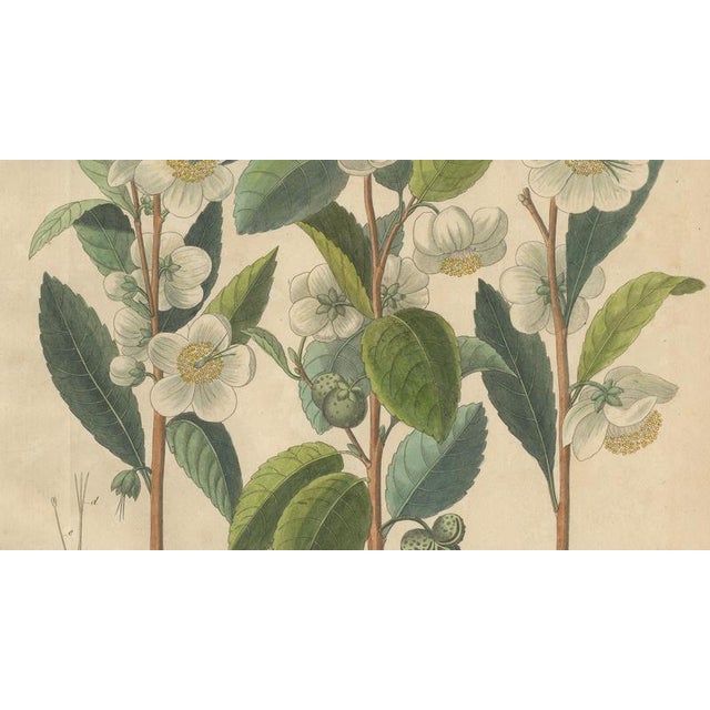 Thea Chinensis, 1800s, Paper For Sale - Image 4 of 10