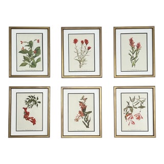 Vintage Botanical Framed Set of 6 - Authentic 1953 Prints For Sale