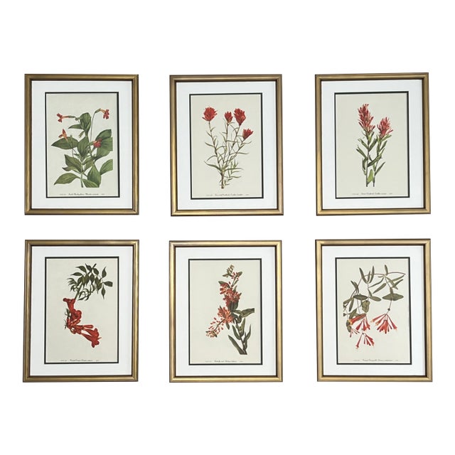 Vintage Botanical Framed Set of 6 - Authentic 1953 Prints For Sale
