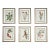 Vintage Botanical Framed Set of 6 - Authentic 1953 Prints For Sale