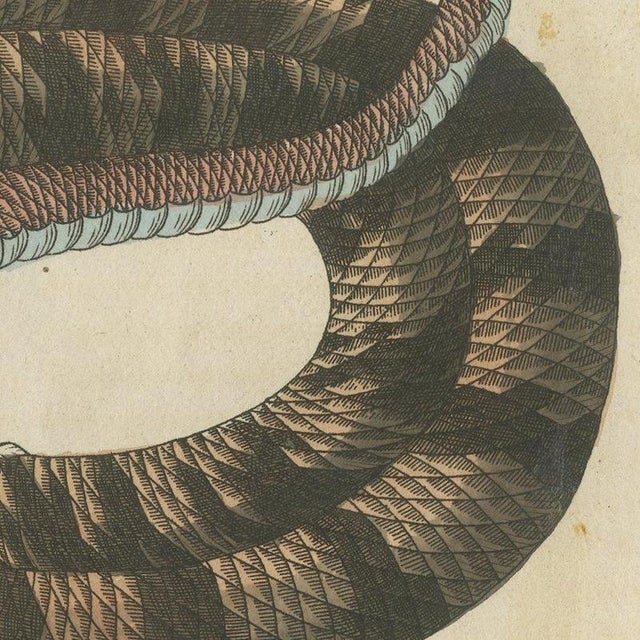 Bertuch, Rattlesnake with Its Rattle, 1805, Print For Sale - Image 6 of 12
