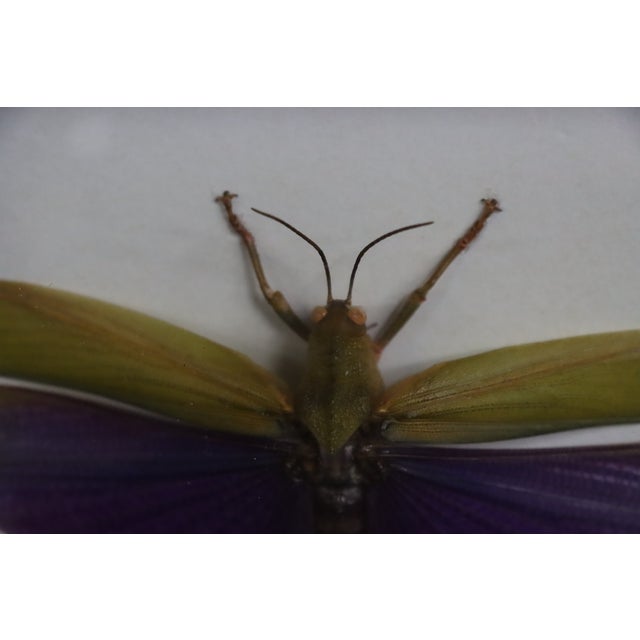 Framed Titanacris Albipes Purple-Winged Grasshopper Shadow Box For Sale In Philadelphia - Image 6 of 8