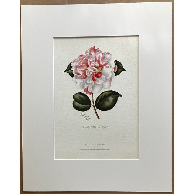 Realism Vintage Lila Moore Keen "Camellia Peter S. Nyce" Print in 14x18 Mat For Sale - Image 3 of 3