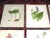This set of nine (9) authentic antique 19th C. botanical chromolithographs (each color laid in with a separate...