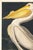 Not Yet Made - Made To Order American White Pelican (Audubon), Vintage Art Print Reproduction, 20″ × 30″ For Sale - Image 5 of 9