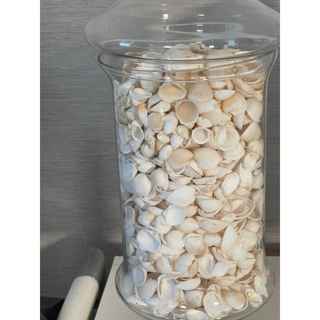 1960s Vintage Large Glass Jars With Sea Shells For Sale - Image 5 of 12