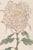 Whispering Petals Diptych – Vintage Japanese Botanical Prints (Set of 2), 8" X 12" For Sale - Image 4 of 8