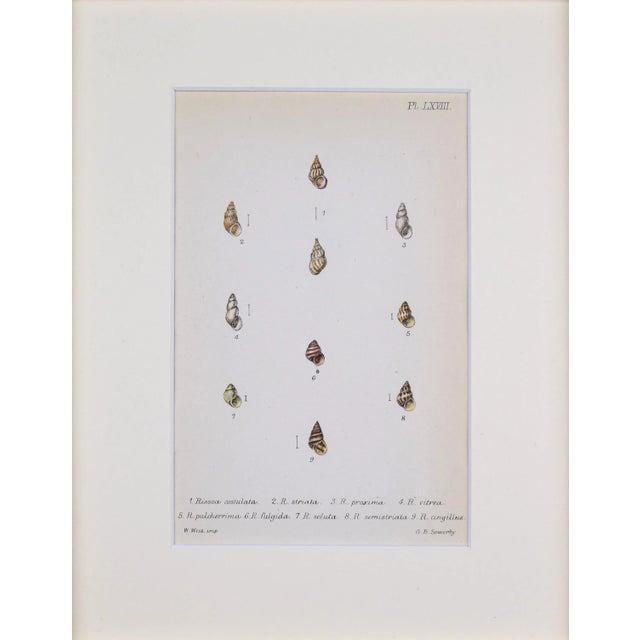 Antique hand colored lithograph published 1869 in London from "British Conchology, or an Account of The Mollusca" by John...