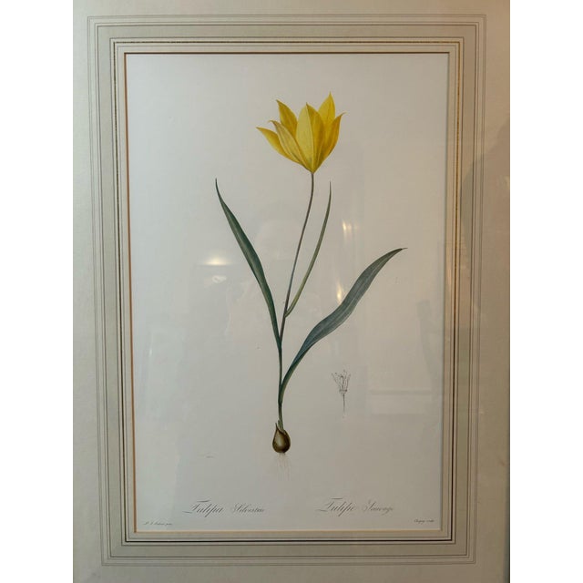 A pair of botanical prints of tulip specimens with matching gilt frames, with matte borders with gold leaf edging and...