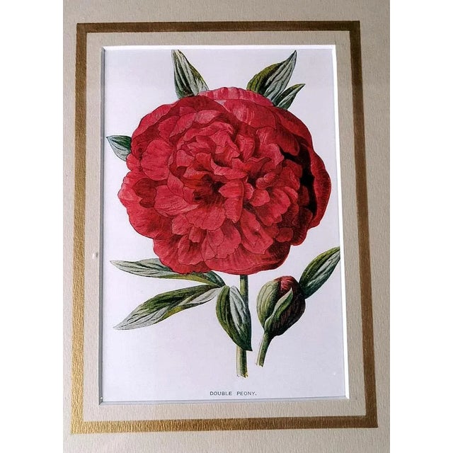 1900 - 1909 Mirror Frame With English Chromolithographic Prints With Flowers For Sale - Image 5 of 12