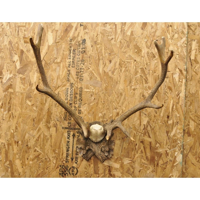 Antique Black Forest Victorian Wall Mounted Taxidermy Large Deer Skull & Antlers with Carved Wood Faux Bois Mount. Circa...