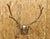 Antique Black Forest Victorian Wall Mounted Taxidermy Large Deer Skull & Antlers with Carved Wood Faux Bois Mount. Circa...