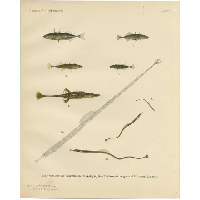 Sticklebacks and Pipefish, 1895, Print For Sale - Image 10 of 10