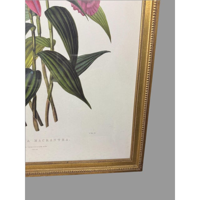 Late 19th Century Antique Gilt Framed Botanical Print Titled Sobralia Macrantha Orchid Reproduction For Sale - Image 5 of 9