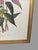 Late 19th Century Antique Gilt Framed Botanical Print Titled Sobralia Macrantha Orchid Reproduction For Sale - Image 5 of 9