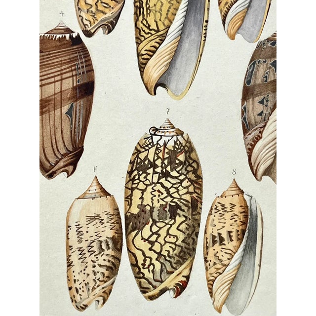 Rare Antique Hand Colored Print of Olive Sea Shells by F. H. Martini Circa 1850 For Sale In New York - Image 6 of 7