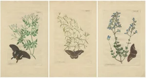 Meerburgh, Flowers & Butterflies, 1775, Print