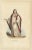 Antique print titled 'Ordre de Saint Étienne'. Print of a Knight in ceremonial robes of the Order of Saint Stephen, a...