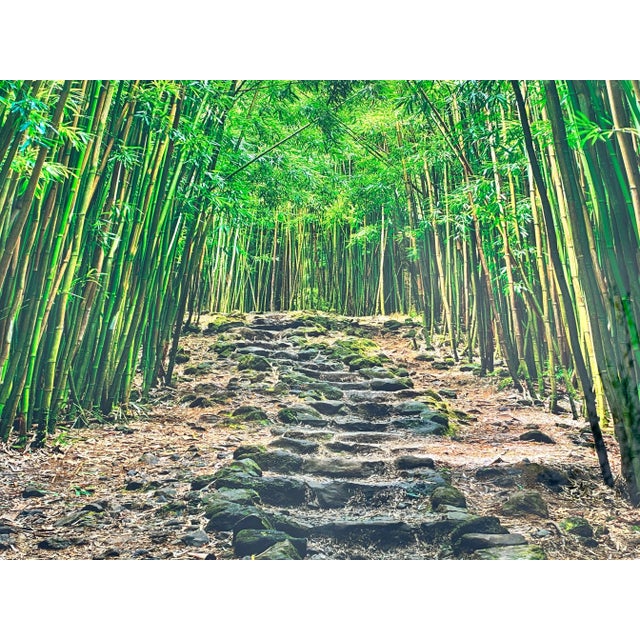 2010s Contemporary Lucky Green Bamboo Path in Maui Hawaii Framed Photo by Peter Lik For Sale - Image 5 of 11