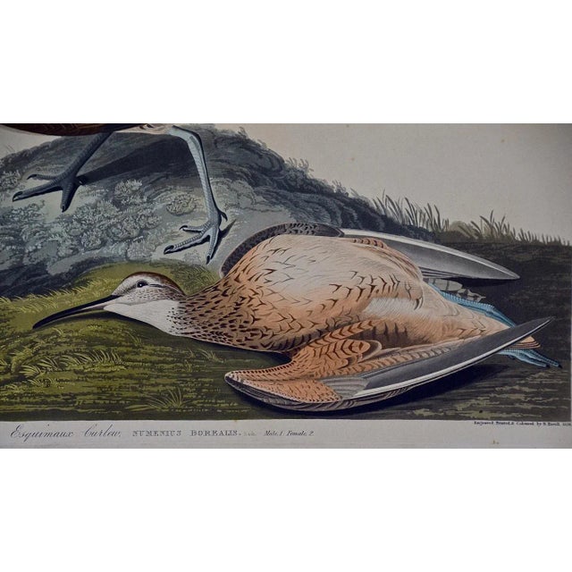 Early 19th Century "Esquimaux Curlew": A Framed Original Audubon Hand-Colored Folio Engraving, 1834 For Sale - Image 5 of 8