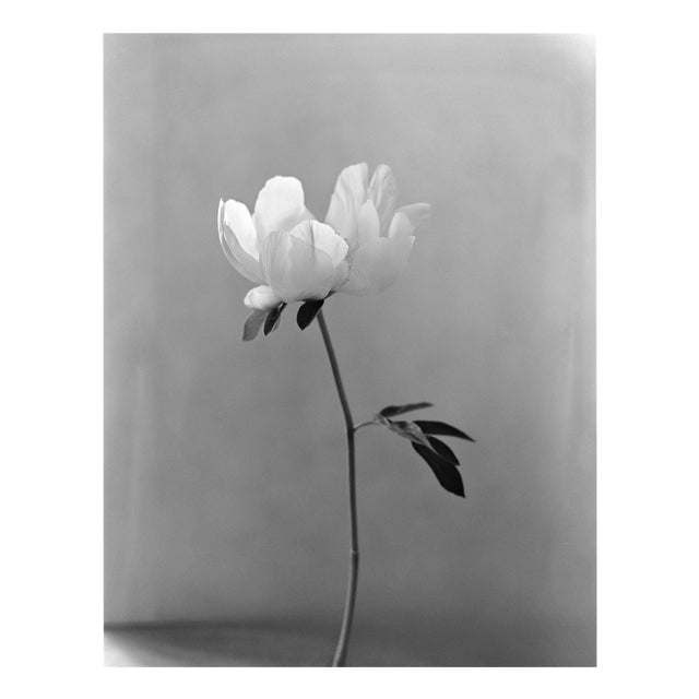 Peony - Analogue Black and White Floral Photography, Limited Editon of 15 2022 For Sale