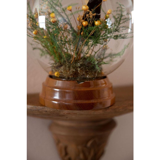 Glass Butterfly Globe Natural Insect Display Decor Myrtle Wood Base