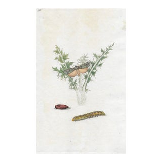 Antique Moth Handcolored Engraving For Sale