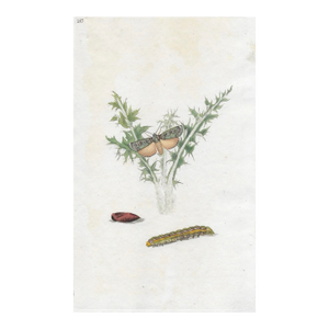 Antique Moth Handcolored Engraving