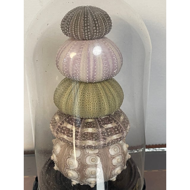 1960s 3 Domed Sra Shell Assemblages Marine Soecimens For Sale - Image 4 of 7