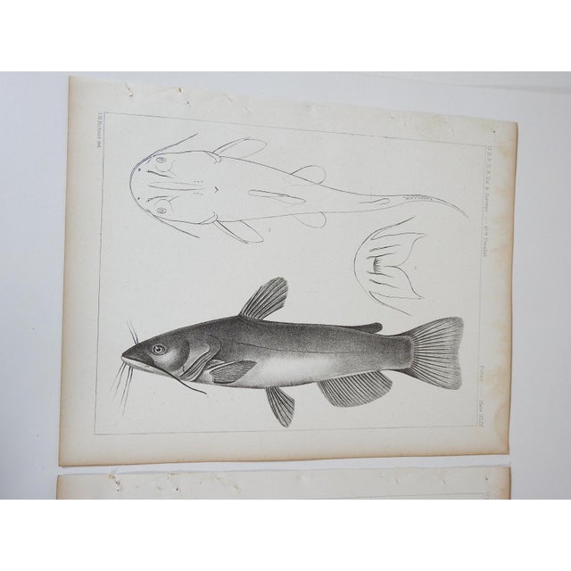 Set of 3 antique mid 19th century lithograph on paper of fish book plate. Published by the US Pacific Railroad Exploration...