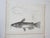 Set of 3 antique mid 19th century lithograph on paper of fish book plate. Published by the US Pacific Railroad Exploration...
