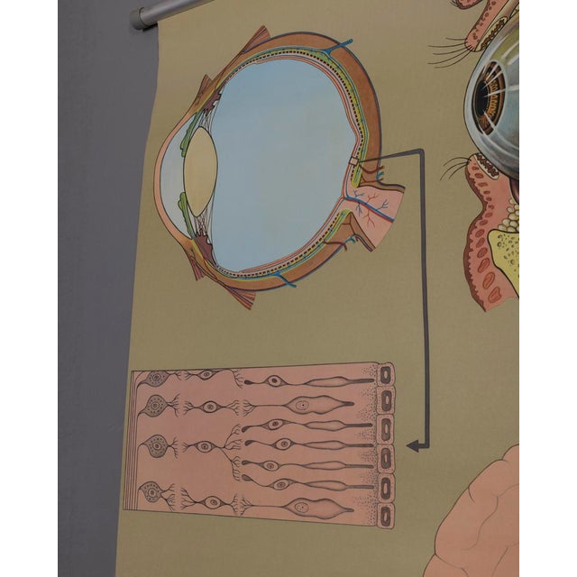 Vintage School Poster the Eye and Its Functions from Lehrmittelverlag Wilhelm Hagemann, 1970s For Sale - Image 9 of 15