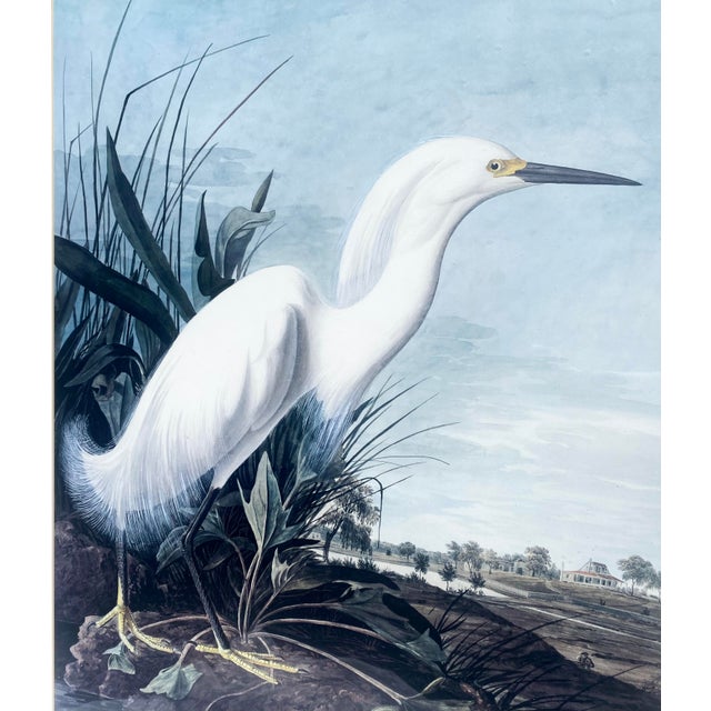John James Audubon Vintage Snowy Heron/White Egret Print Beautifully Matted and Framed Excellent Condition For Sale - Image 13 of 14