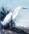John James Audubon Vintage Snowy Heron/White Egret Print Beautifully Matted and Framed Excellent Condition For Sale - Image 13 of 14