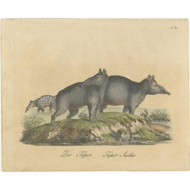 Karl Joseph Brodtmann, Tapir Family with Juvenile in Tropical Wetland, 1816, Lithograph For Sale - Image 3 of 10