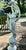 Stone Vintage Art Nouveau Weathered Statue of Dancer, 1960 For Sale - Image 7 of 9