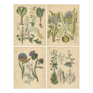 Calwer, Leafy Greens and Wild Plants, 1852, Prints, Set of 4 For Sale