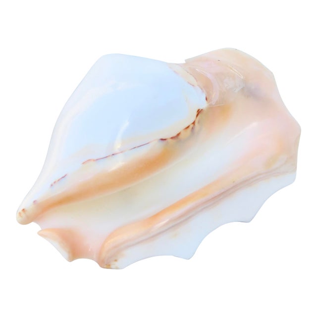 Conch Shell Redo Sculpture For Sale
